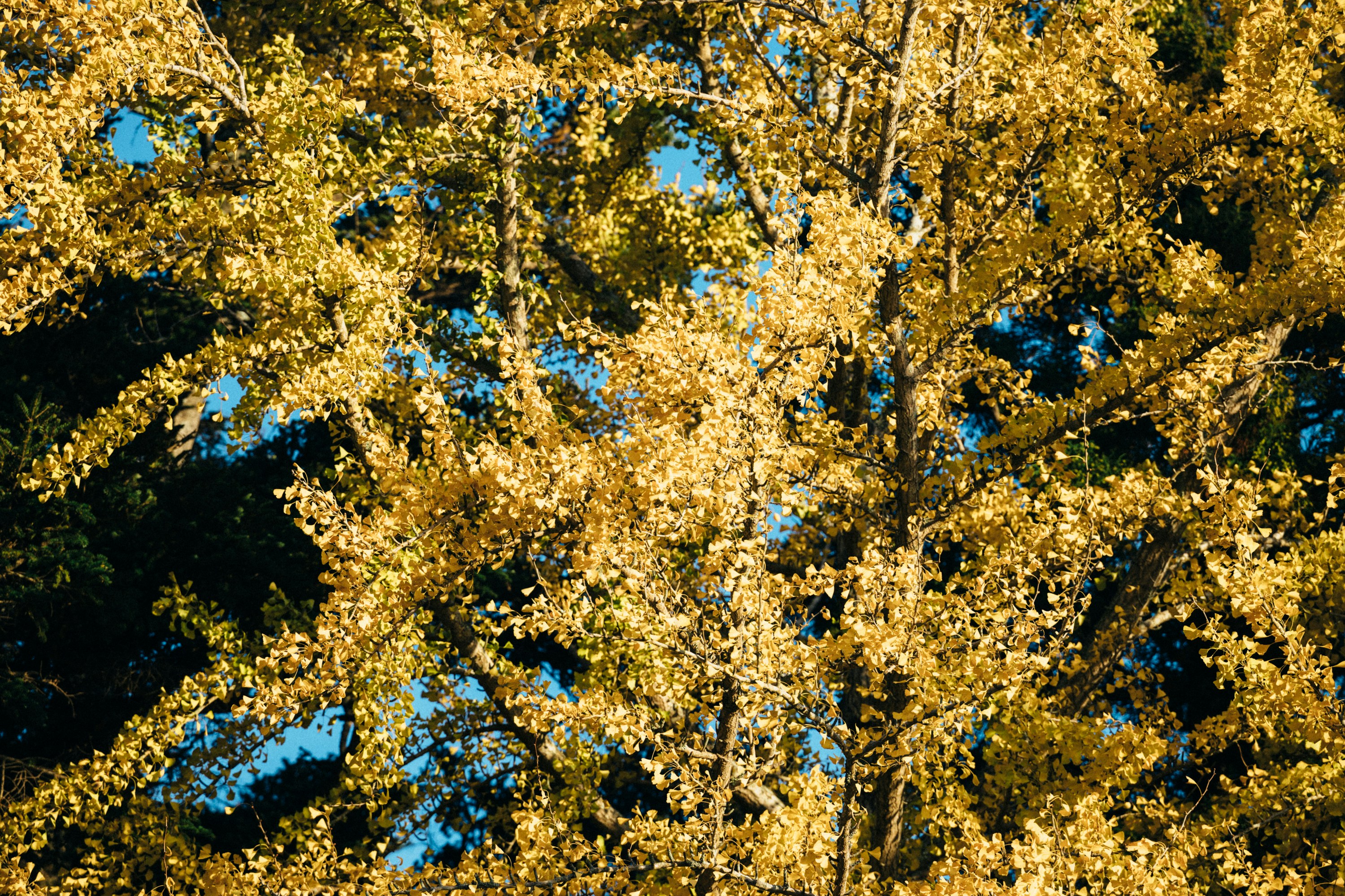 Photo by tsuyoshikozu