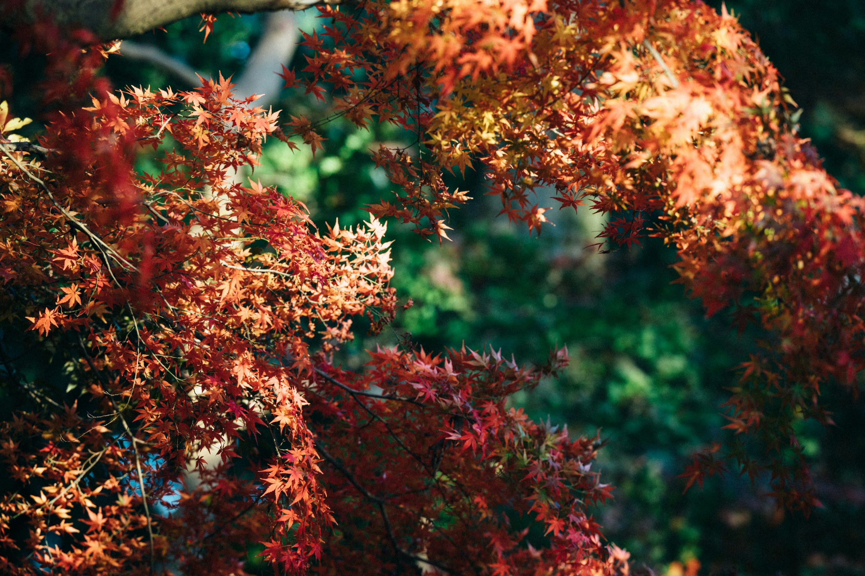 Photo by tsuyoshikozu