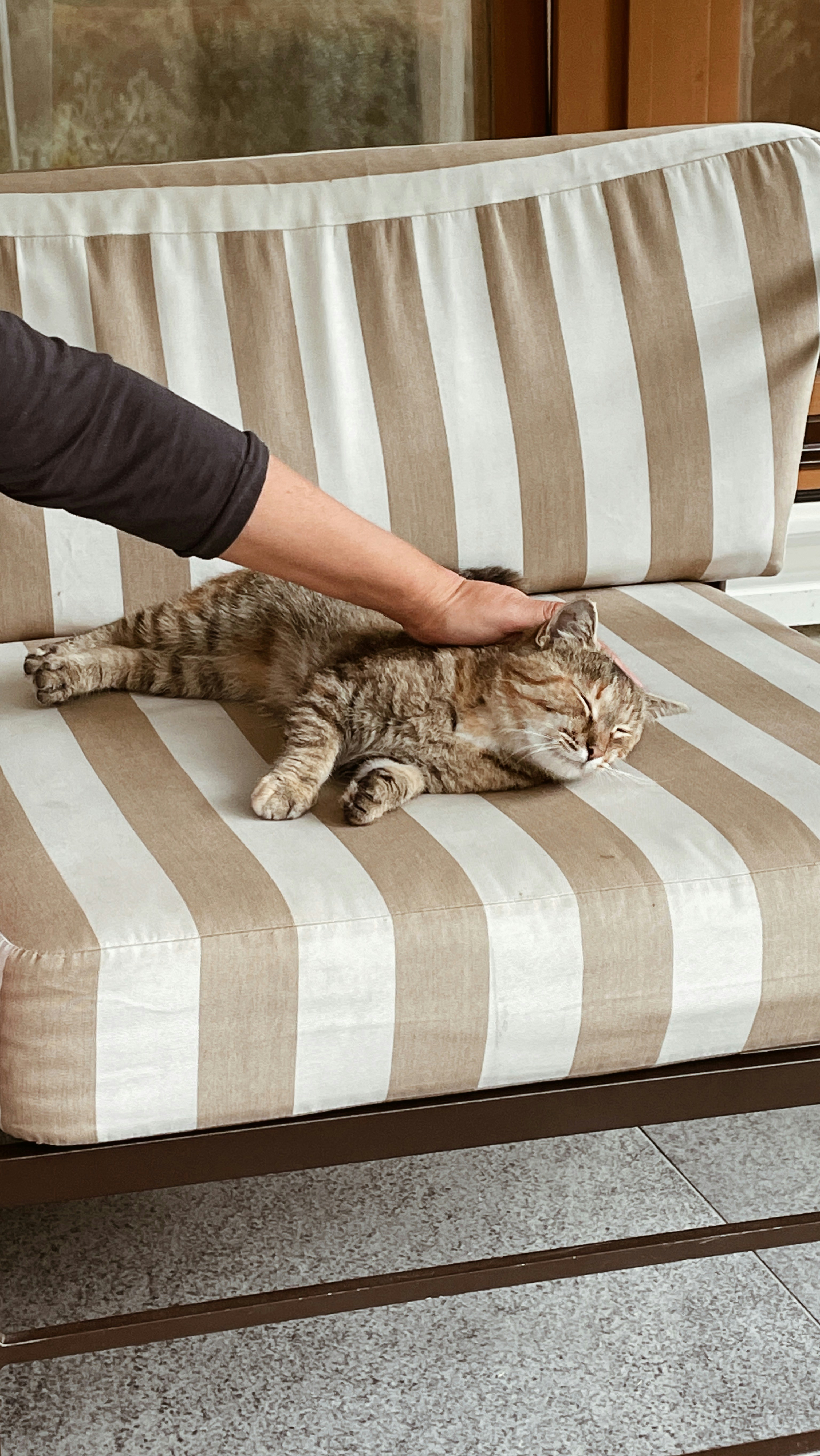 a person petting a cat laying on a striped couch