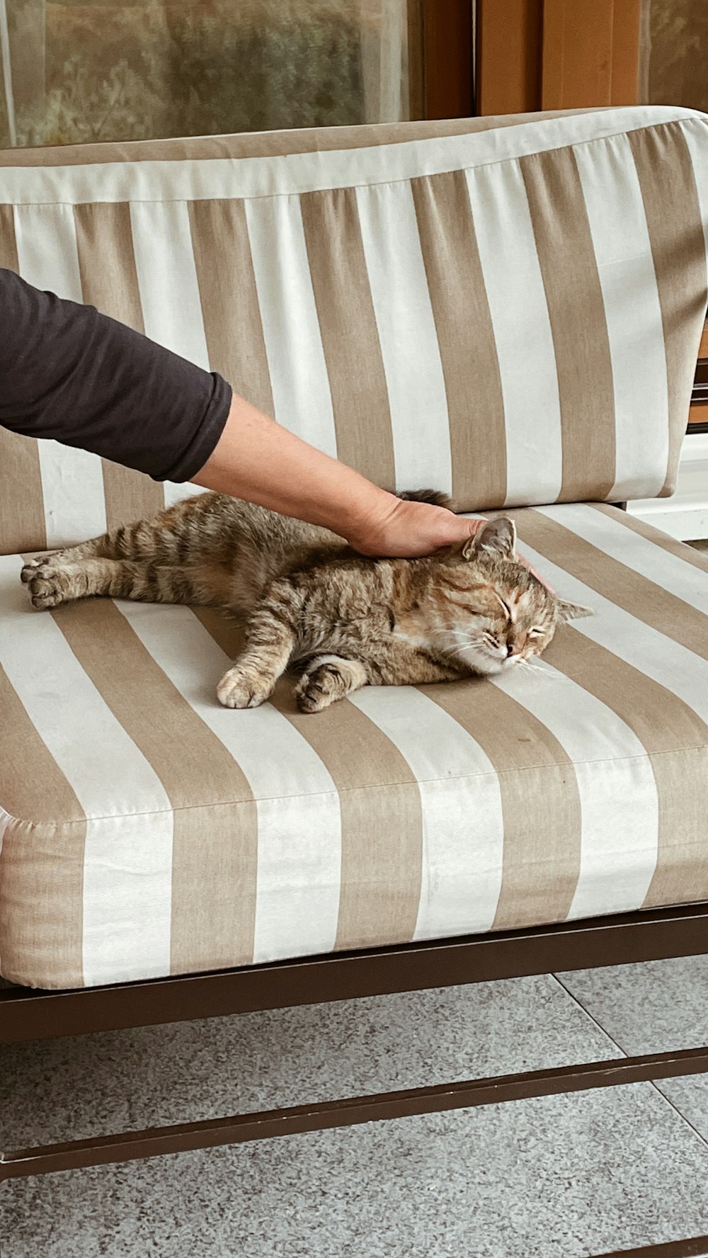 a person petting a cat laying on a striped couch