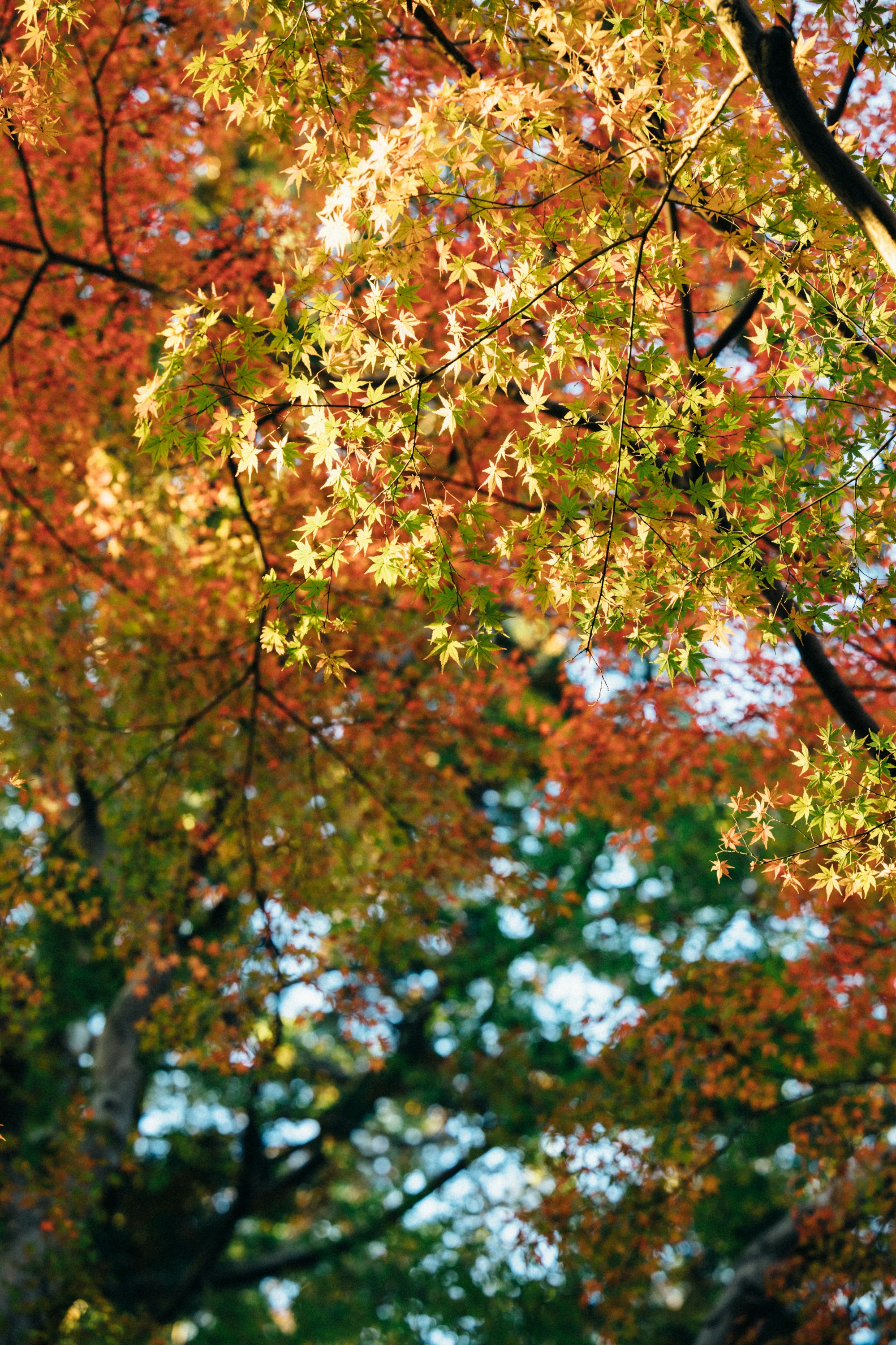 Photo by tsuyoshikozu