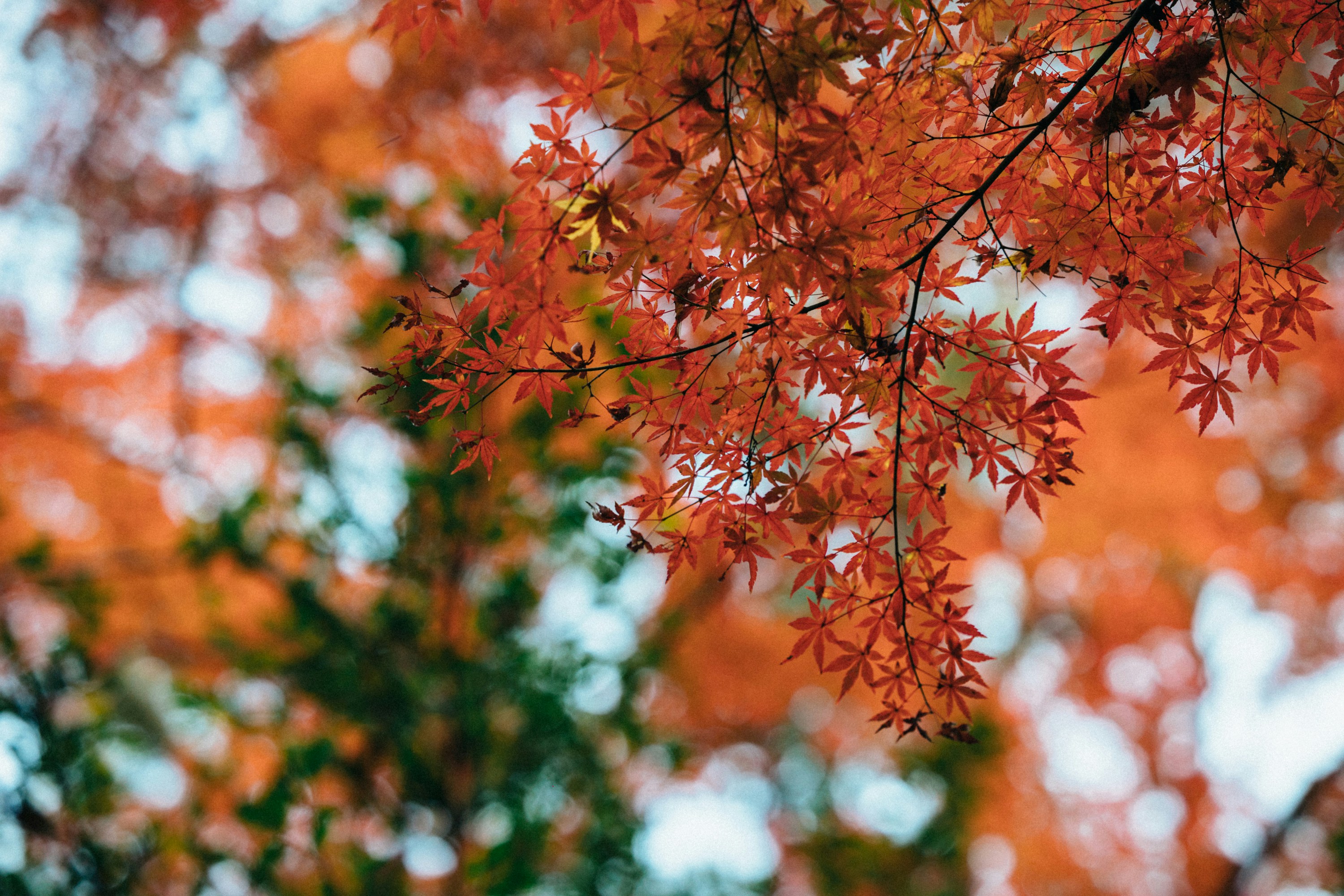 Photo by tsuyoshikozu