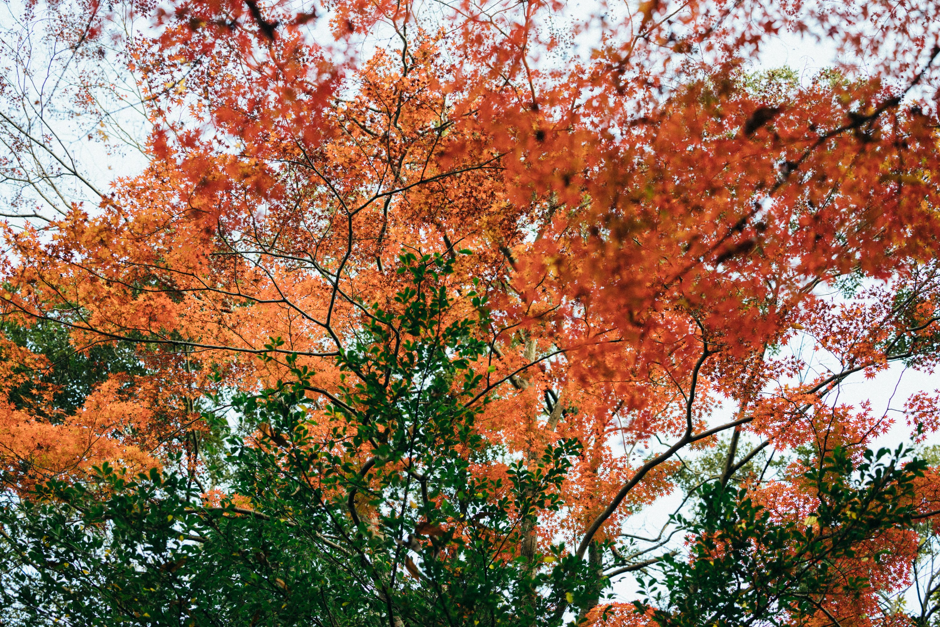 Photo by tsuyoshikozu