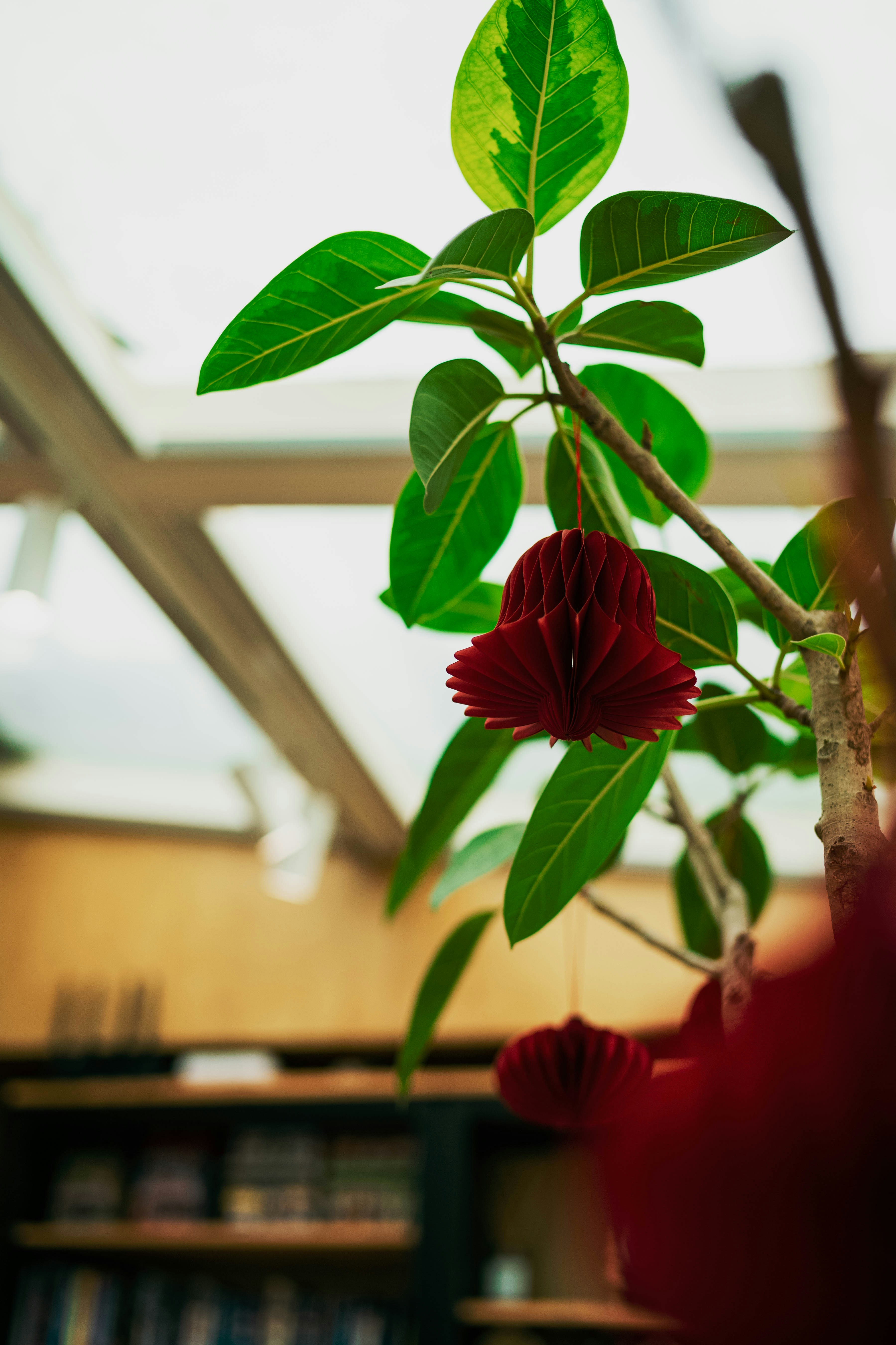 Photo by tommaomaoer