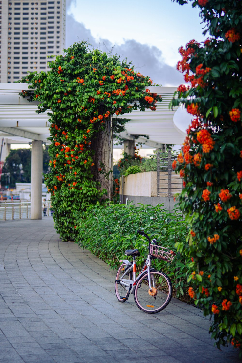 a bicycle is parked in front of some orange flowers