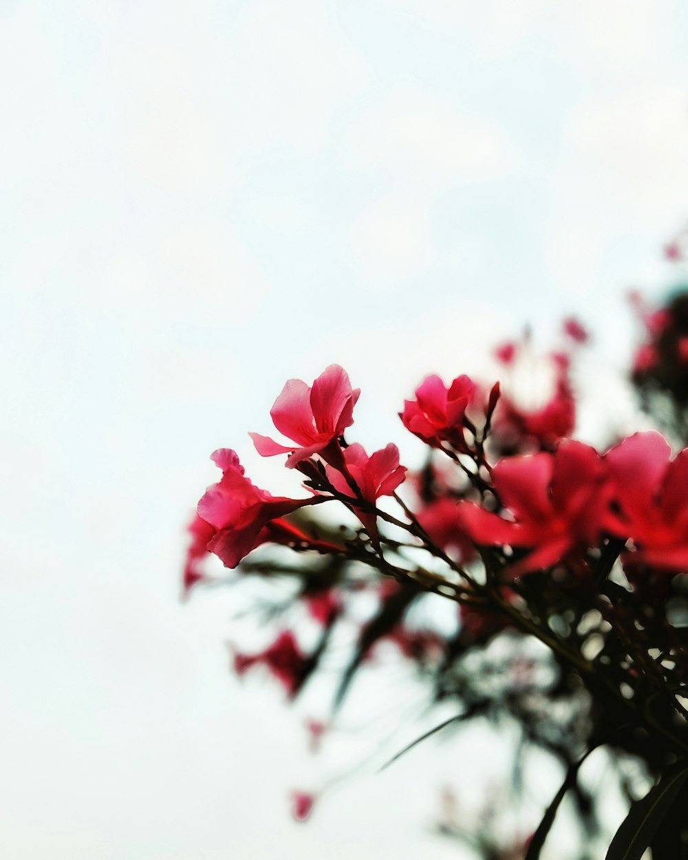 a bunch of flowers that are in a vase