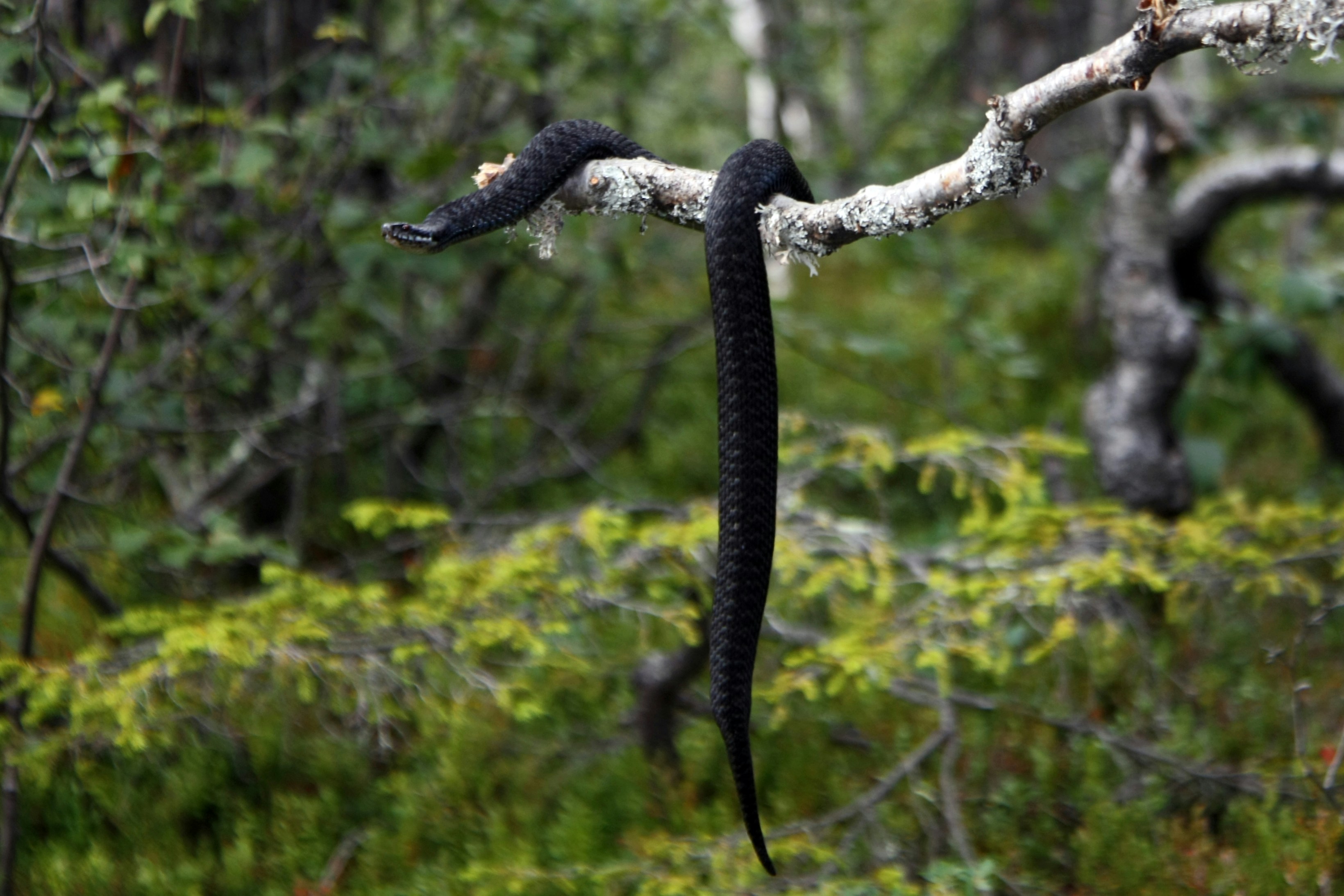 eine schwarze Schlange auf einem Ast in einem Wald