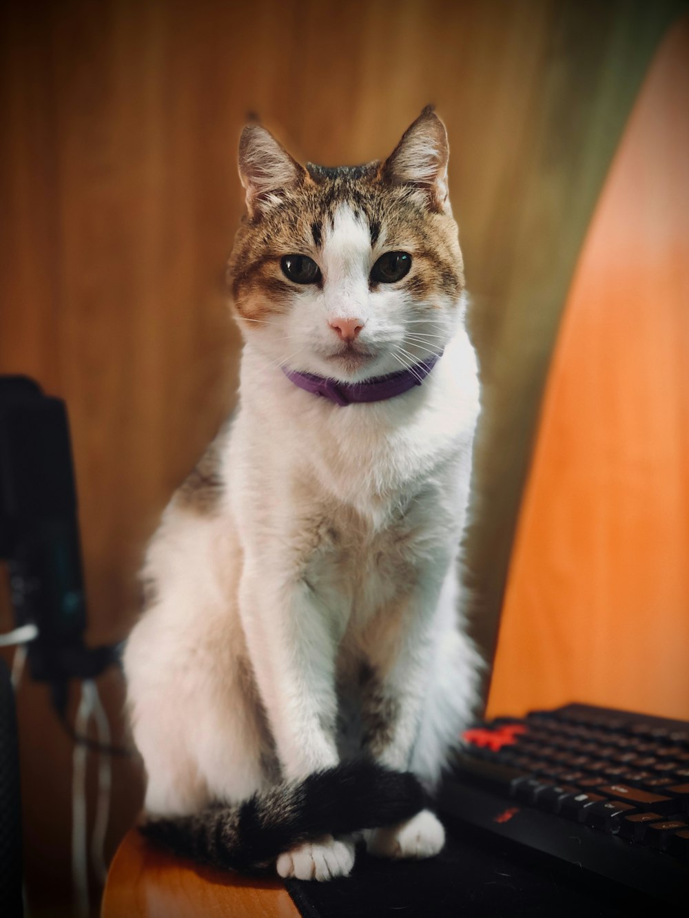 a cat sitting on a desk next to a keyboard