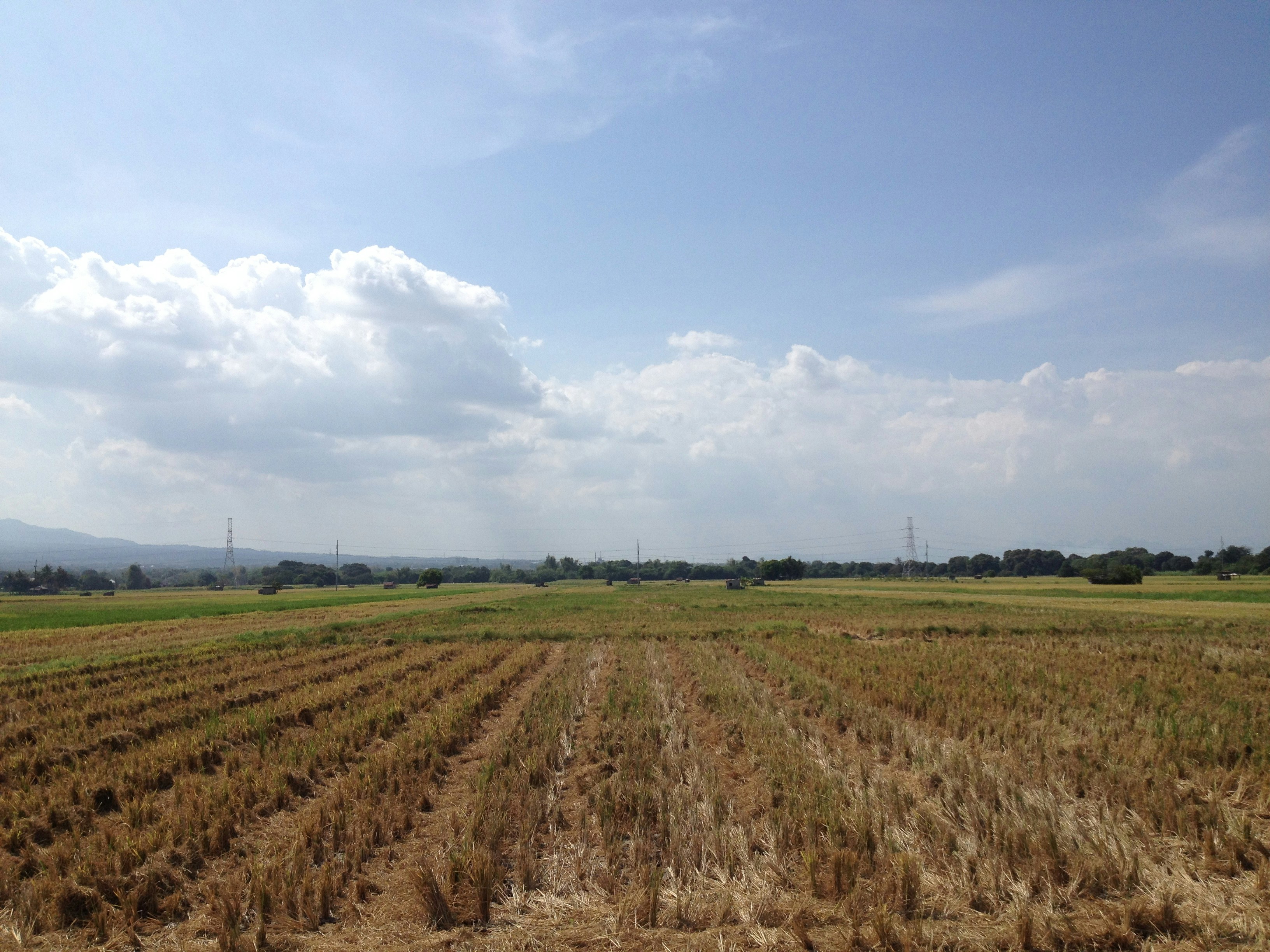 Crop field using our fertilizers
