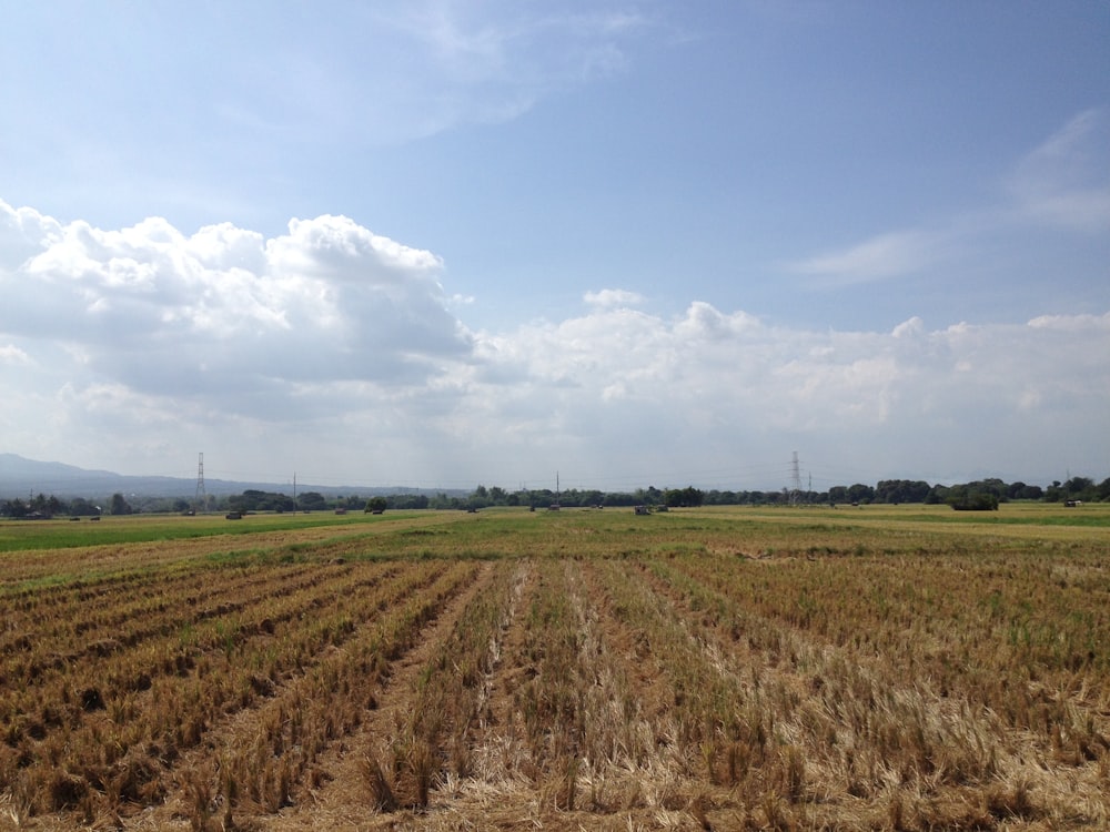 a large field of grass with a sky in the background