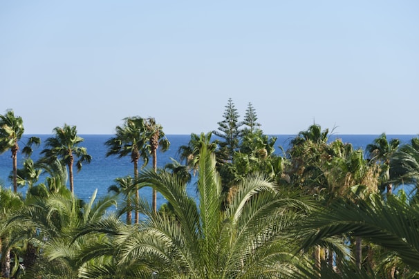 a view of the ocean through palm trees