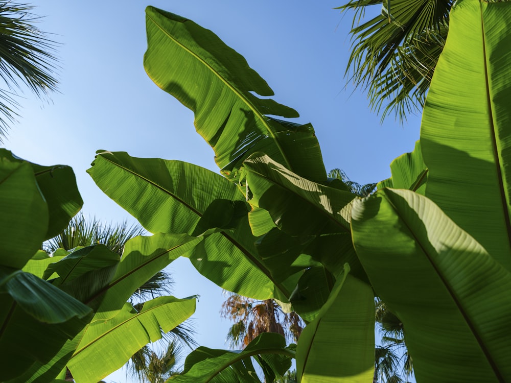 a large leafy plant with a blue sky in the background
