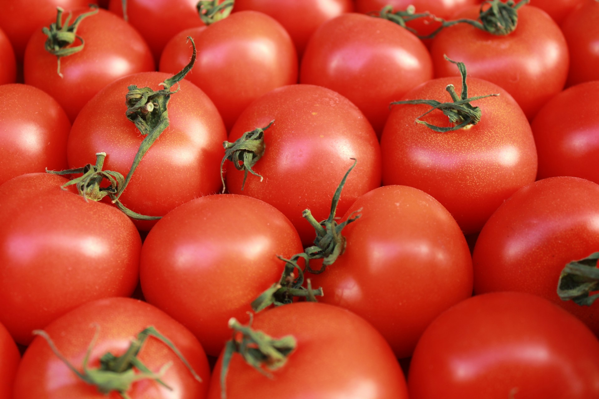 a close up of a bunch of tomatoes