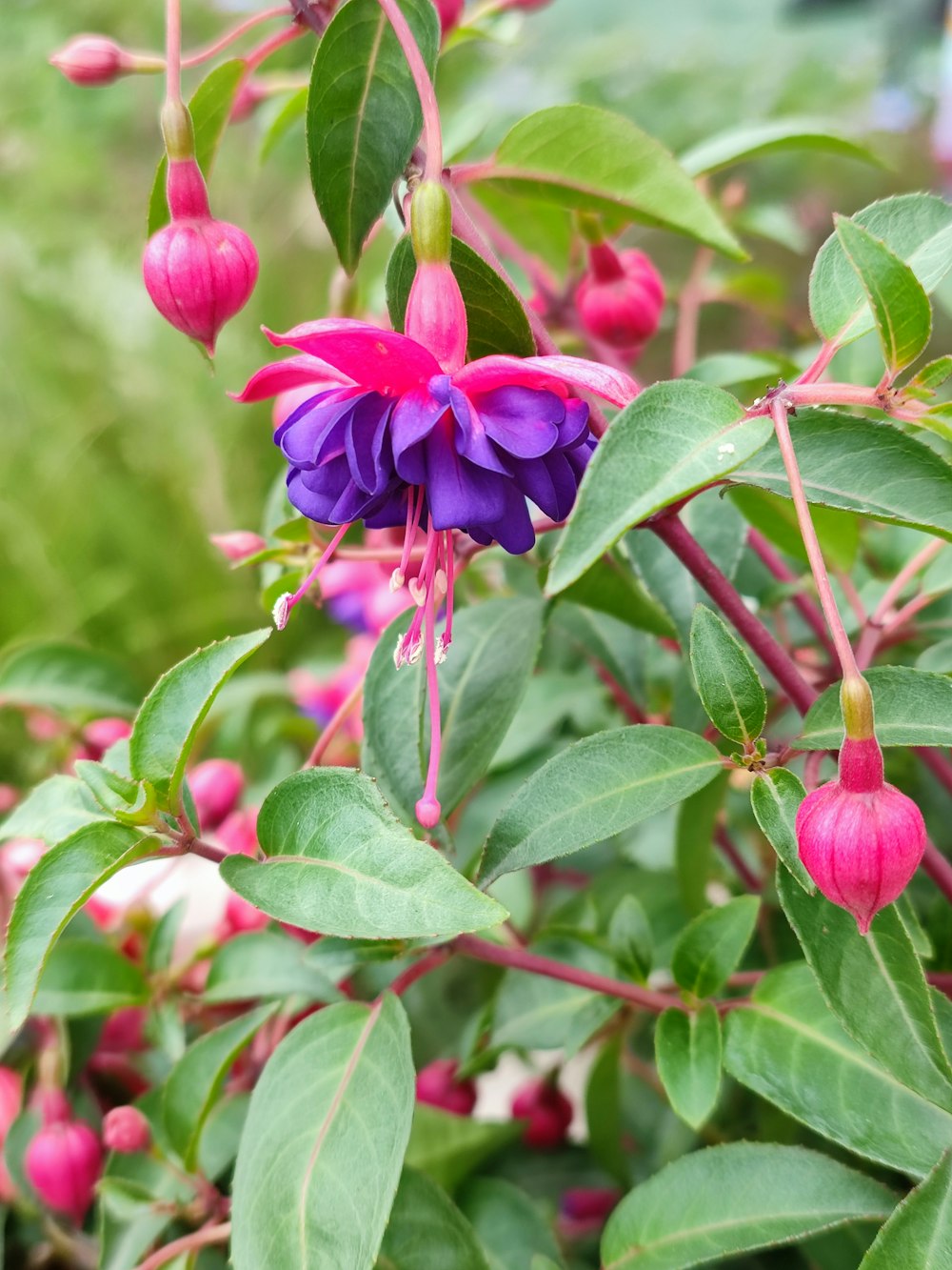 a close up of a flower on a plant