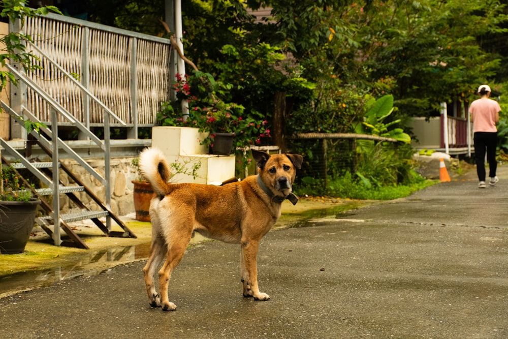 a dog standing on the side of a road