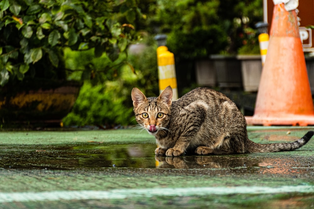 a cat sitting on the ground in the rain