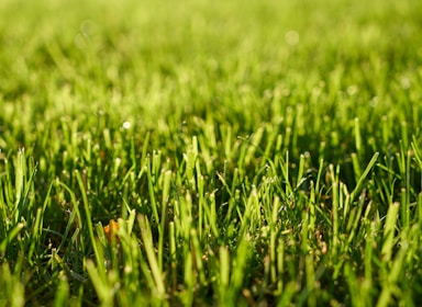 a close up of a green grass field