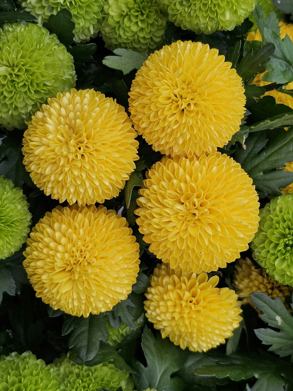 a bunch of yellow flowers with green leaves