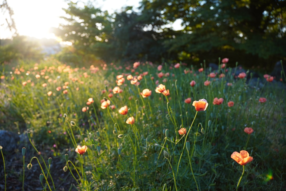 a field of flowers with the sun in the background