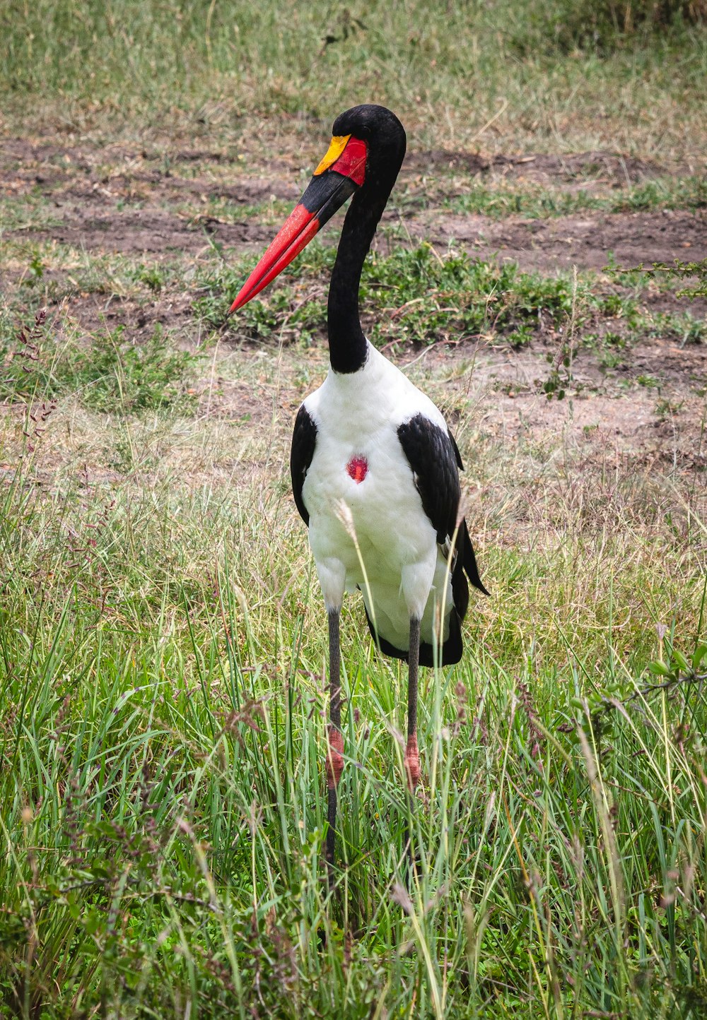 a black and white bird standing in a field