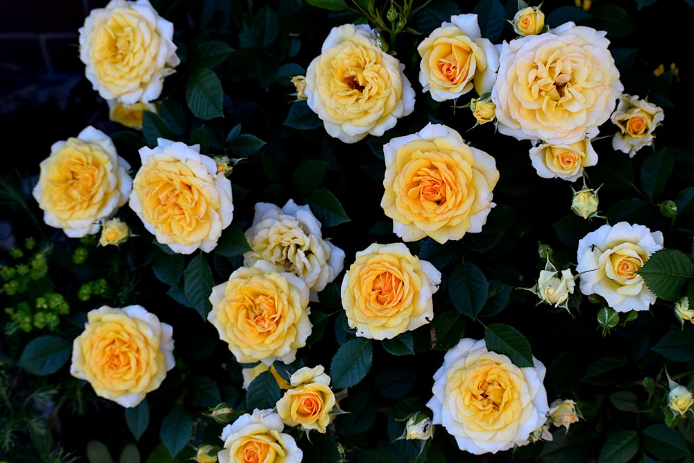 a bunch of yellow and white roses in a garden