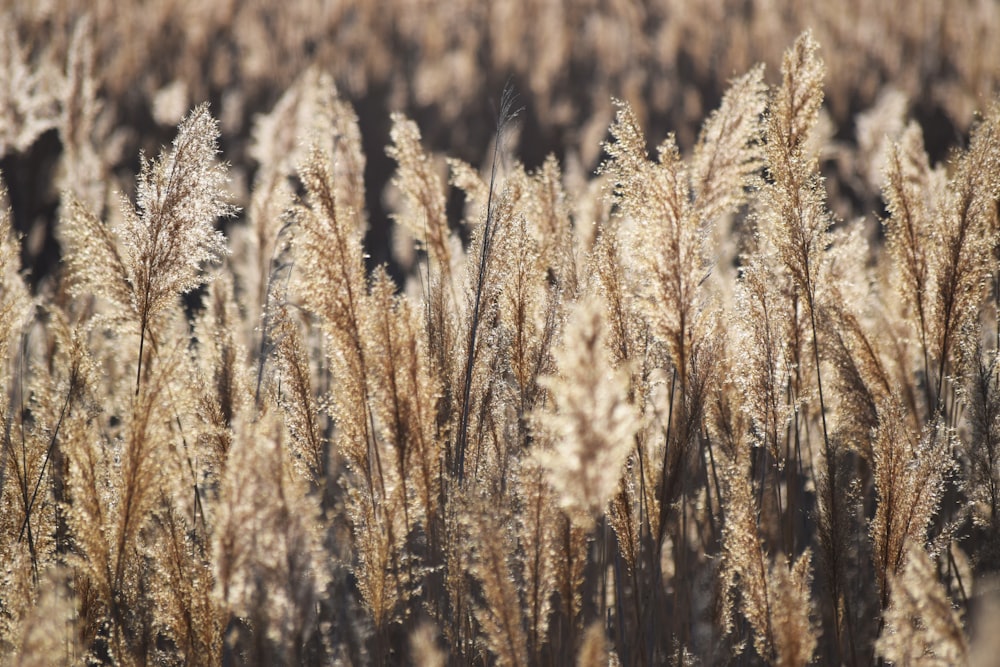 a field of tall brown grass with lots of leaves