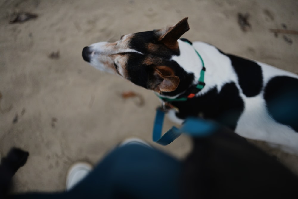 a black and white dog with a green collar