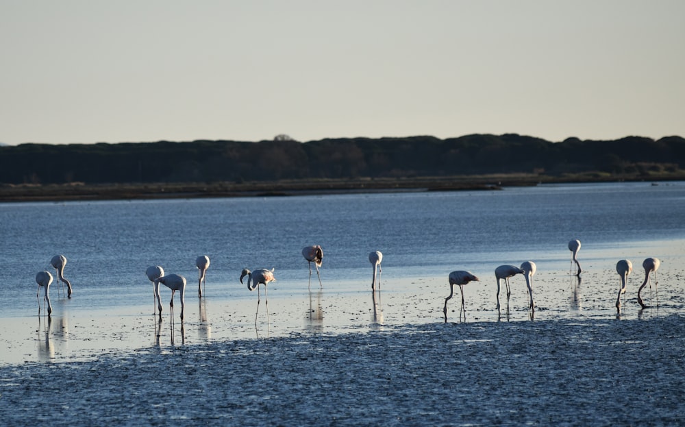 a group of flamingos standing in shallow water