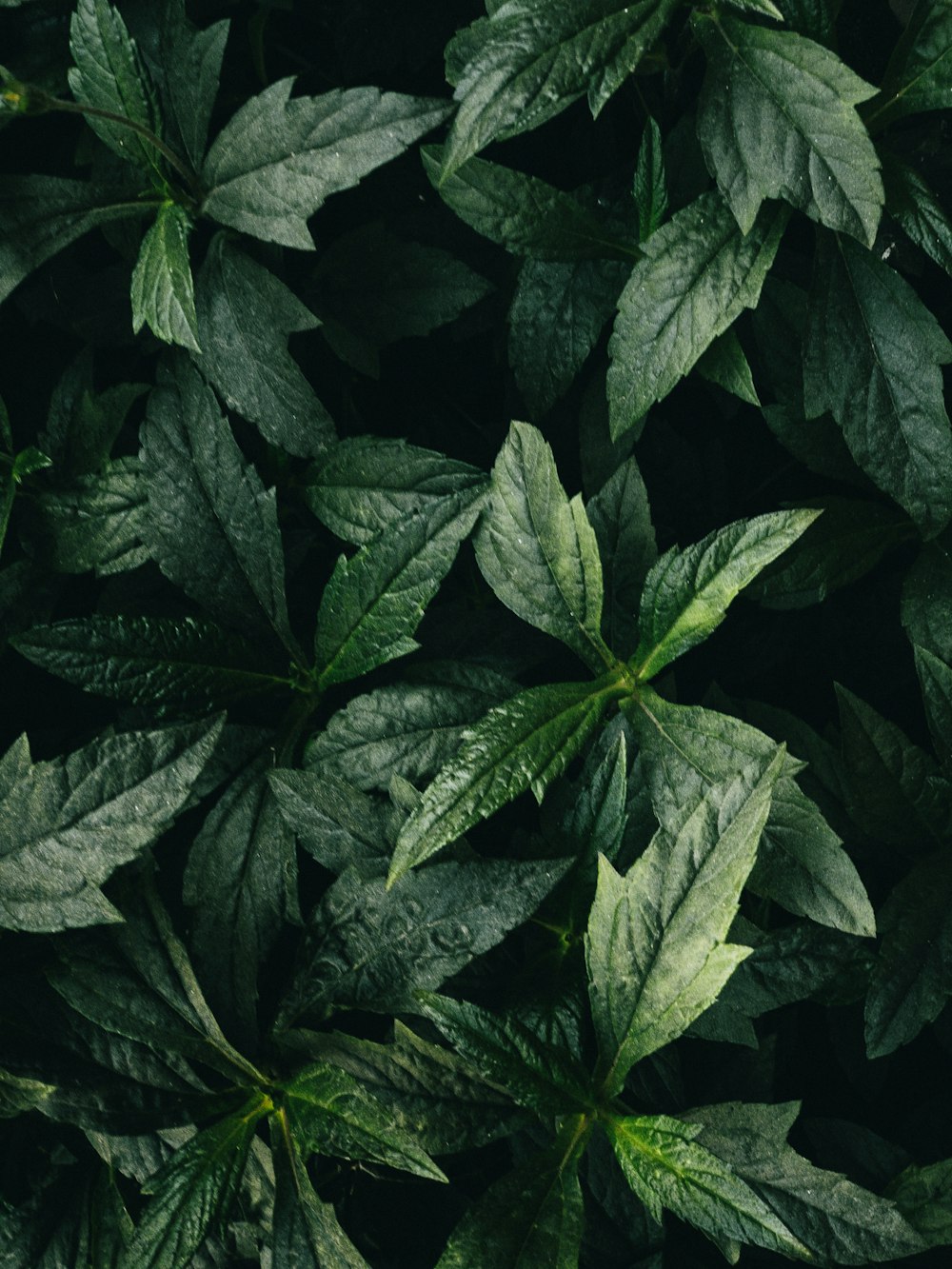 a close up of a green leafy plant