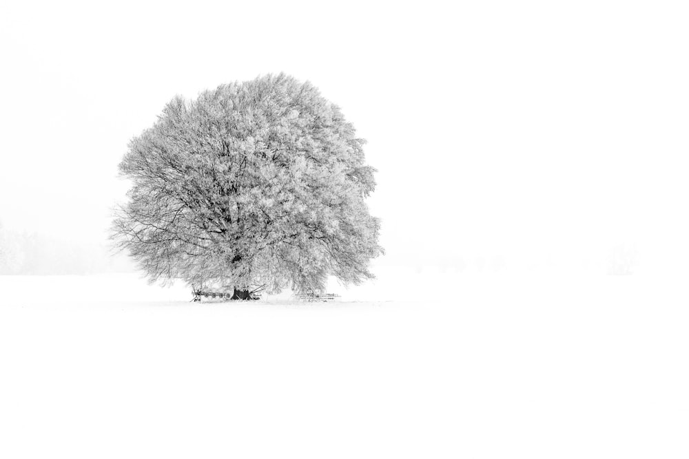 a black and white photo of a tree in the snow