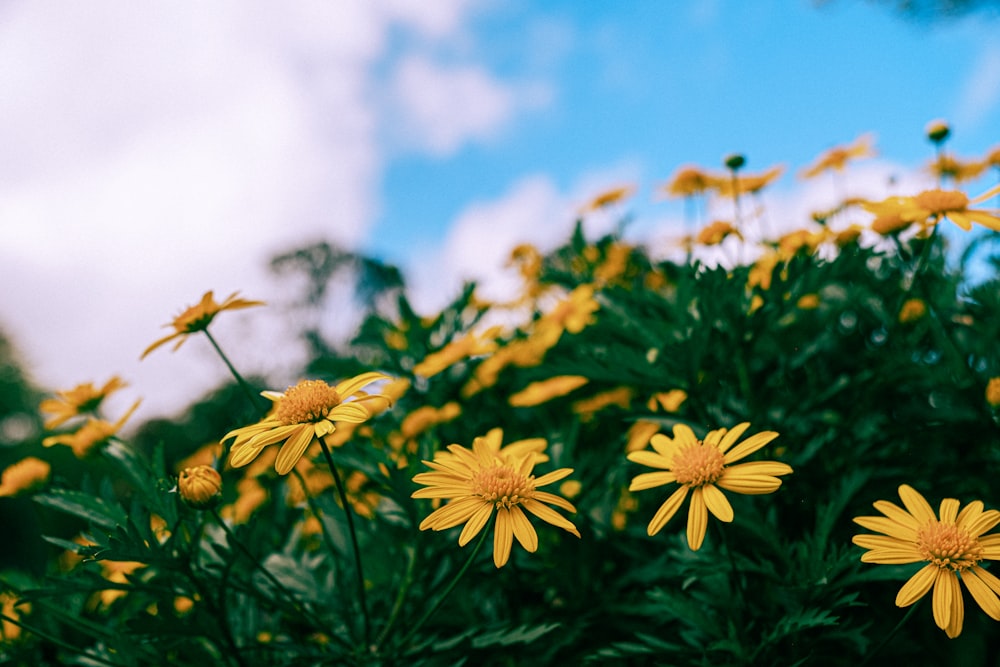 a field of yellow flowers with a blue sky in the background