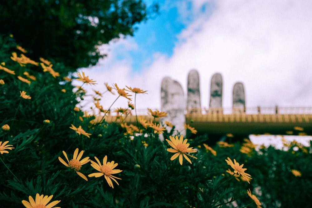 algumas flores amarelas e uma ponte no fundo