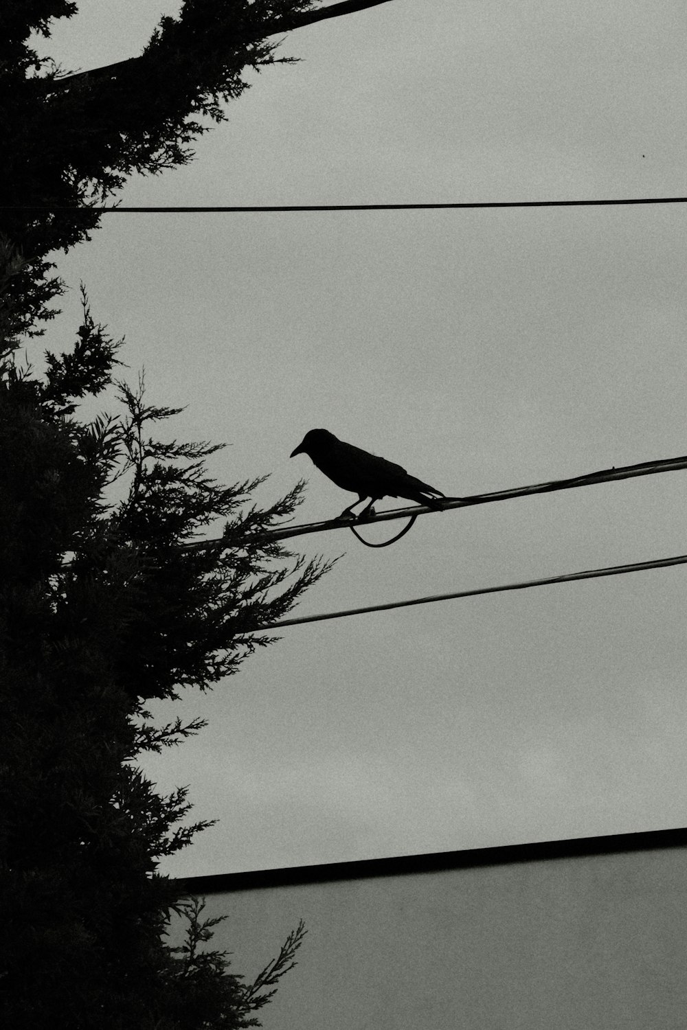a black and white photo of a bird on a wire