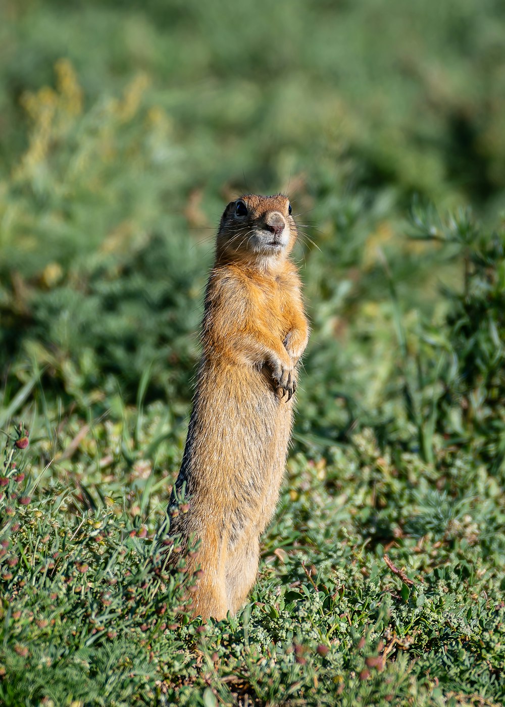 a small animal standing on its hind legs