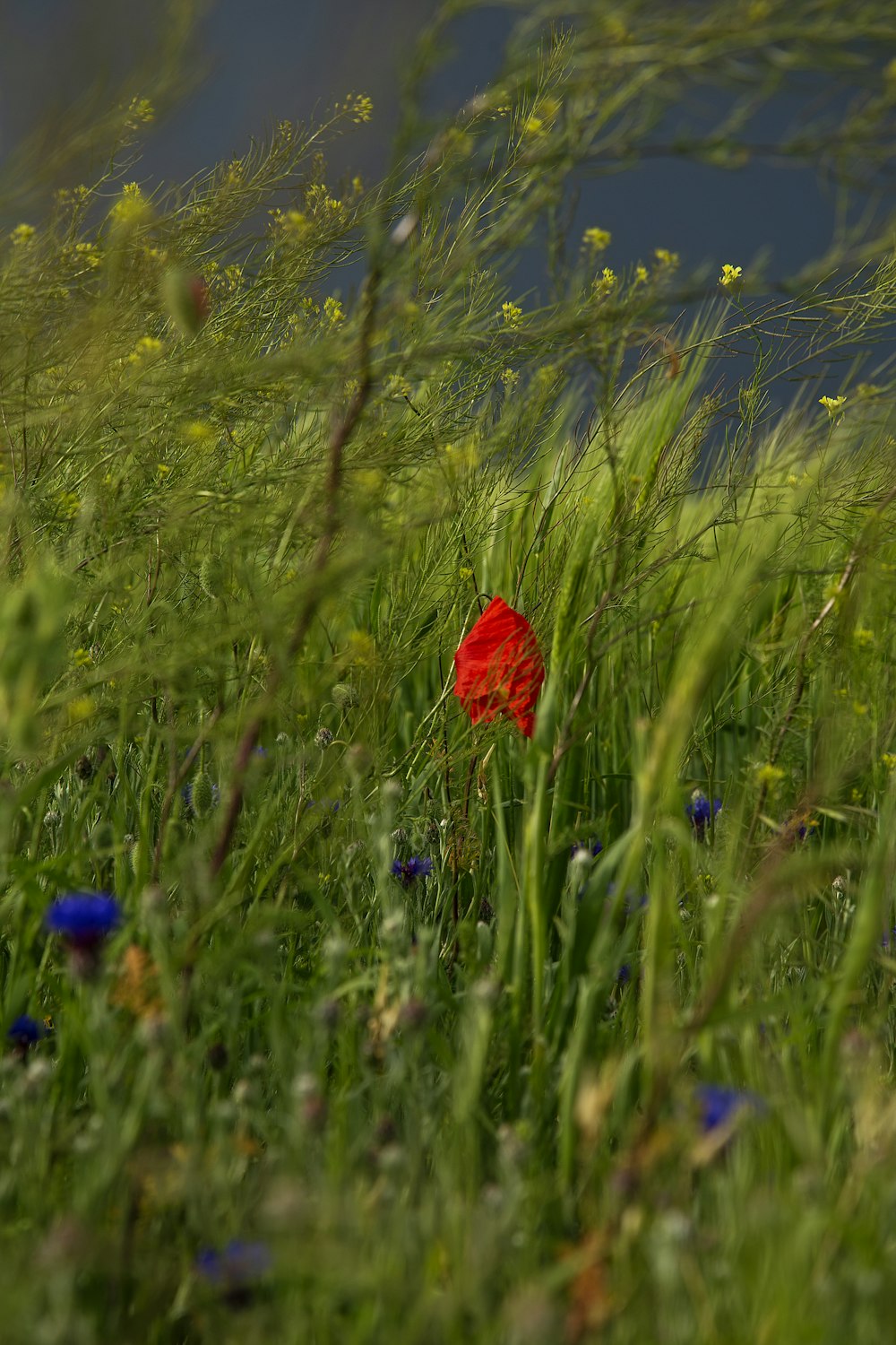 uma única flor vermelha em um campo gramado