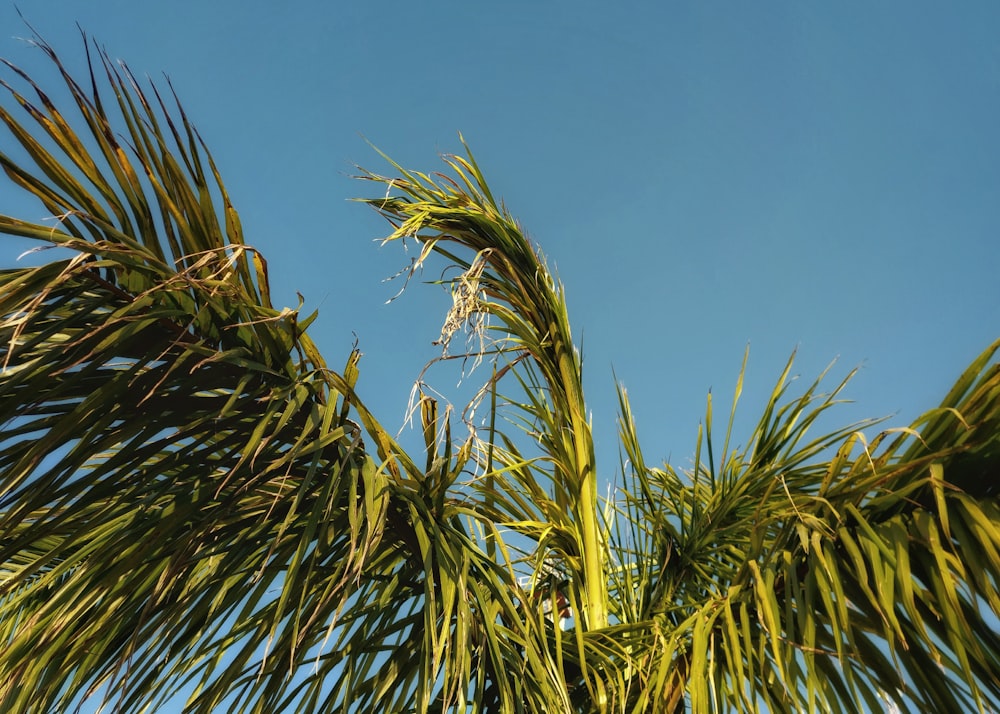 a close up of a palm tree with a blue sky in the background