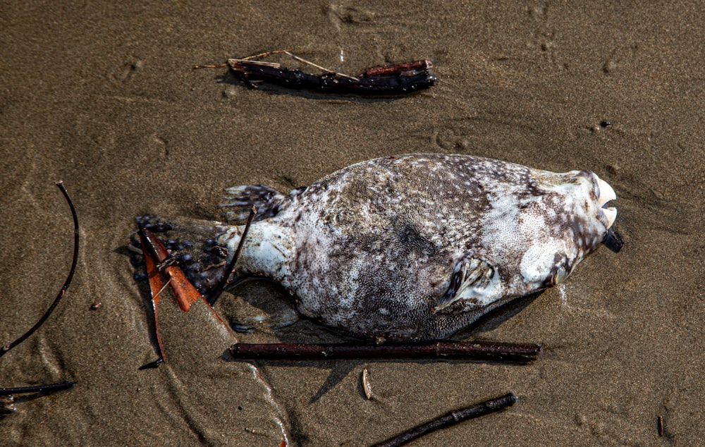 un uccello morto su una spiaggia con bastoni