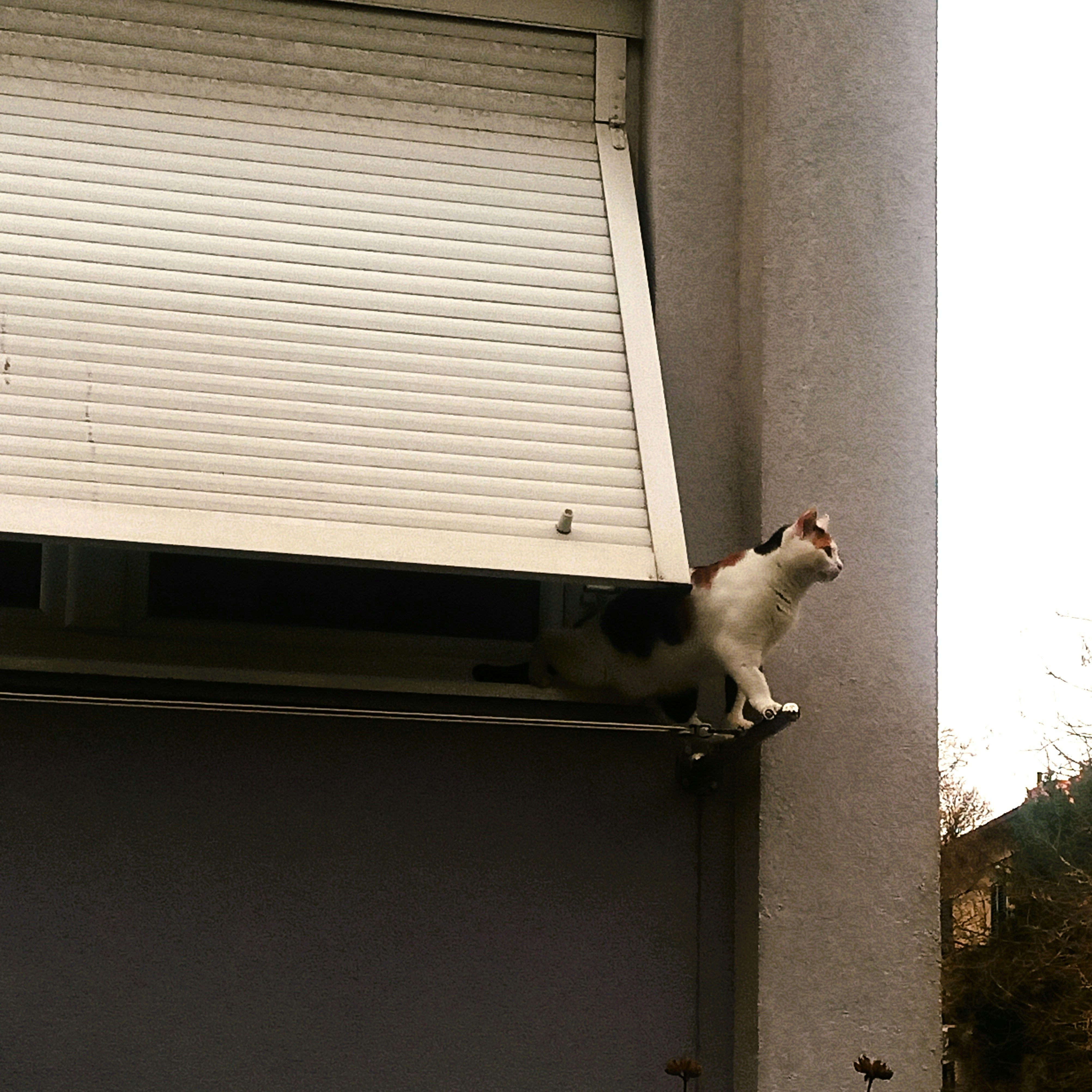 a black and white cat sitting on top of a window sill