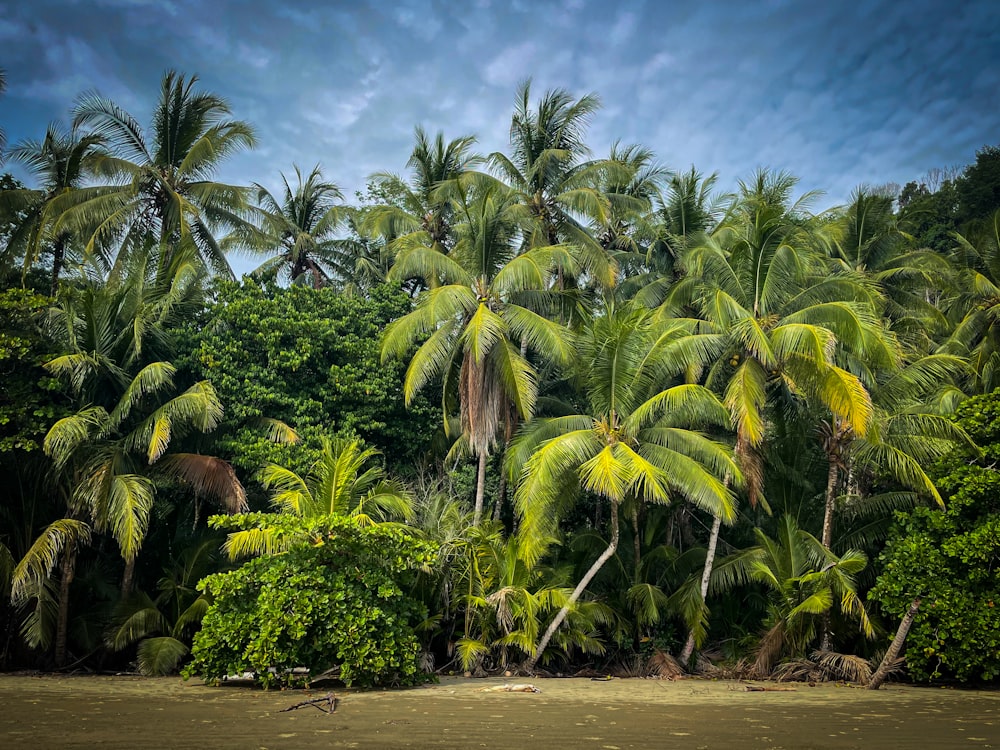 palm trees line the shore of a tropical beach