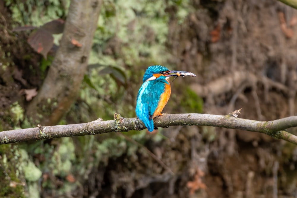 un pájaro colorido posado en la rama de un árbol