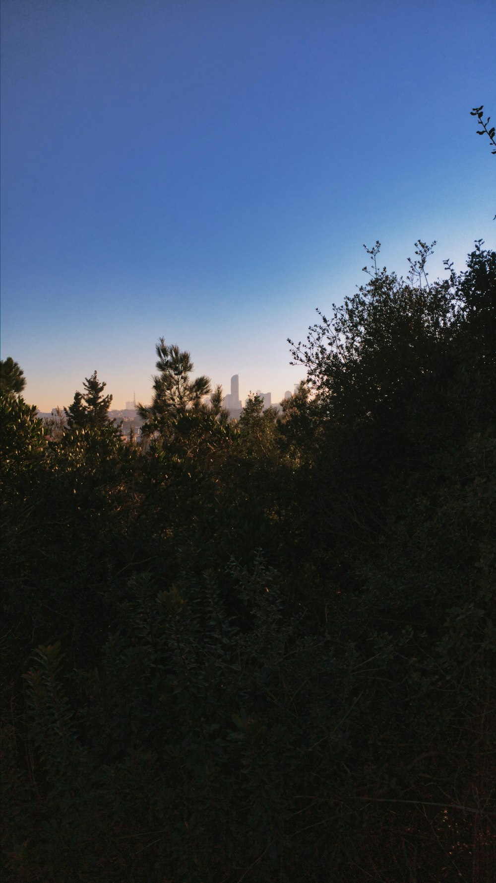 a view of a city through the trees