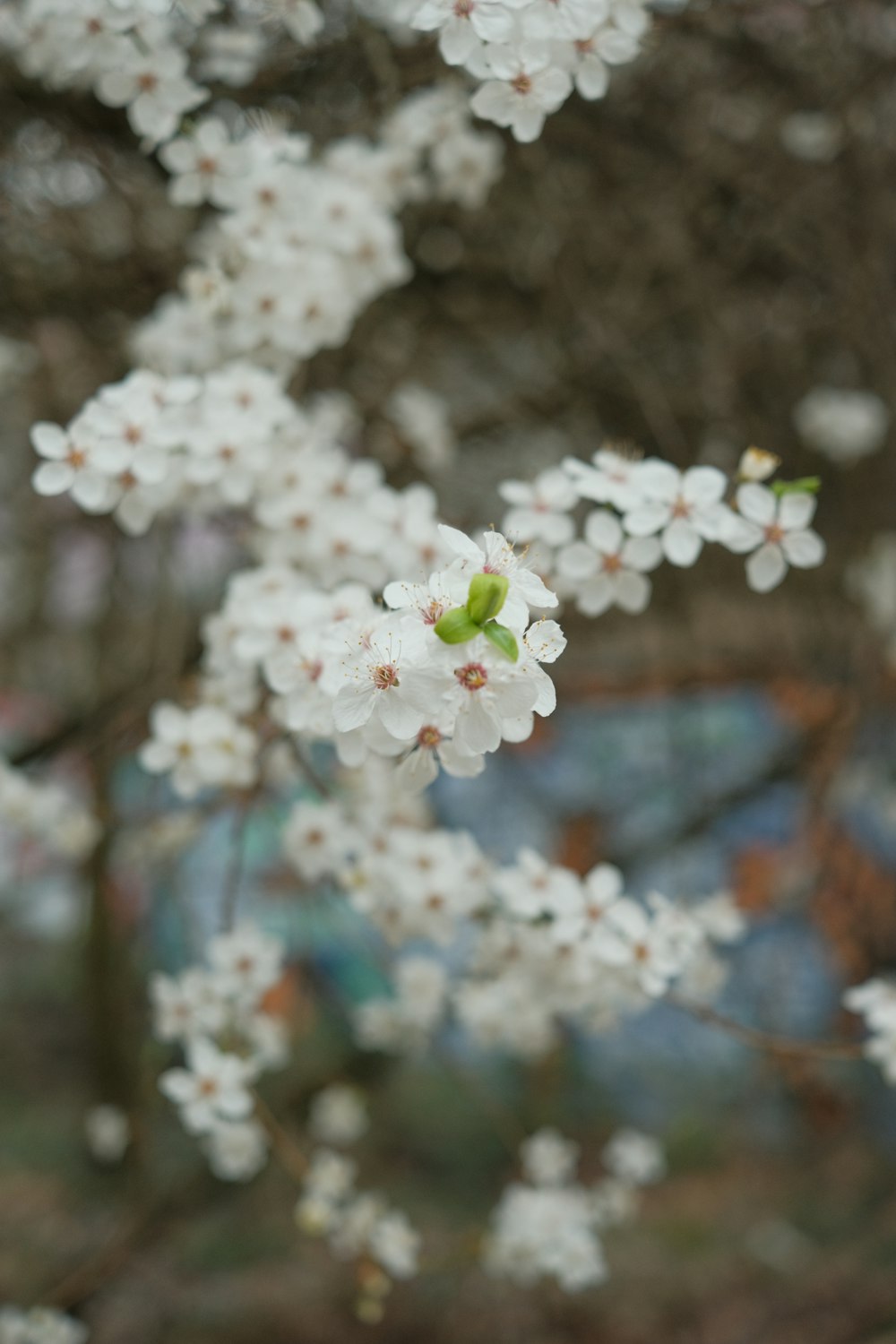 a close up of a tree with white flowers