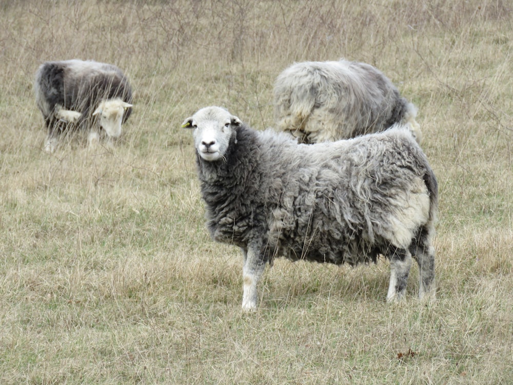 a group of sheep standing on top of a grass covered field