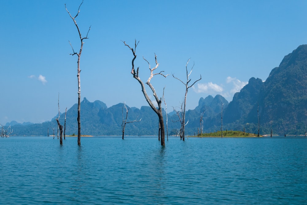 a body of water with dead trees in it