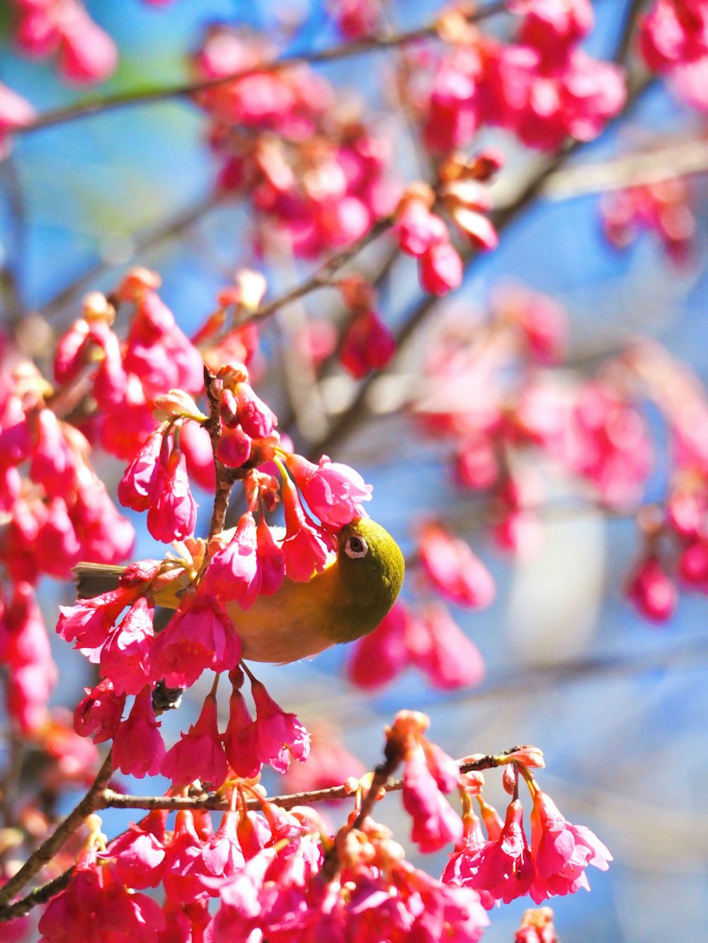 a bird sitting on a branch of a tree with pink flowers