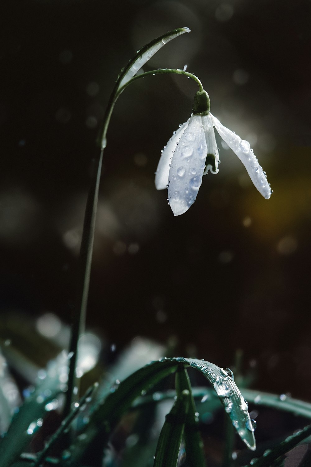 a white flower with drops of water on it