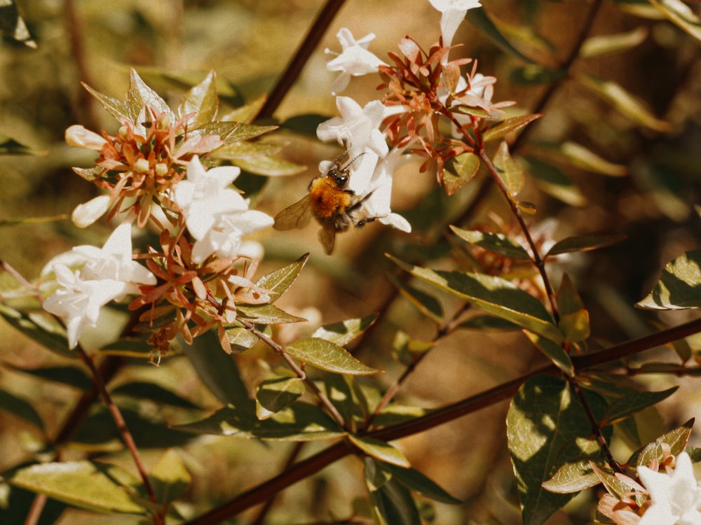 a close up of a flower with a bee on it