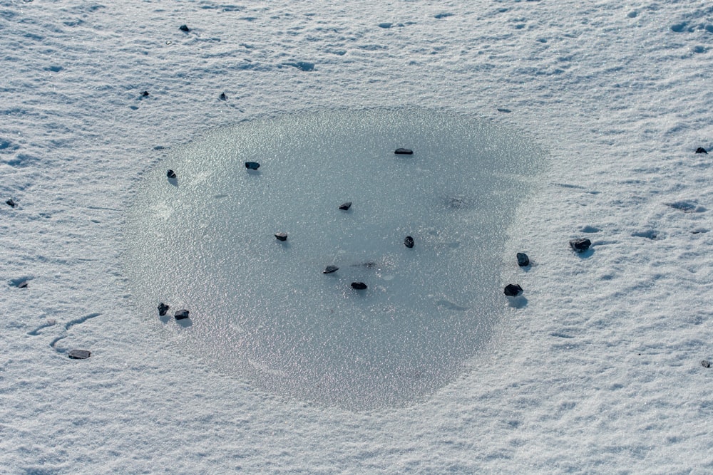 a group of birds standing in the snow