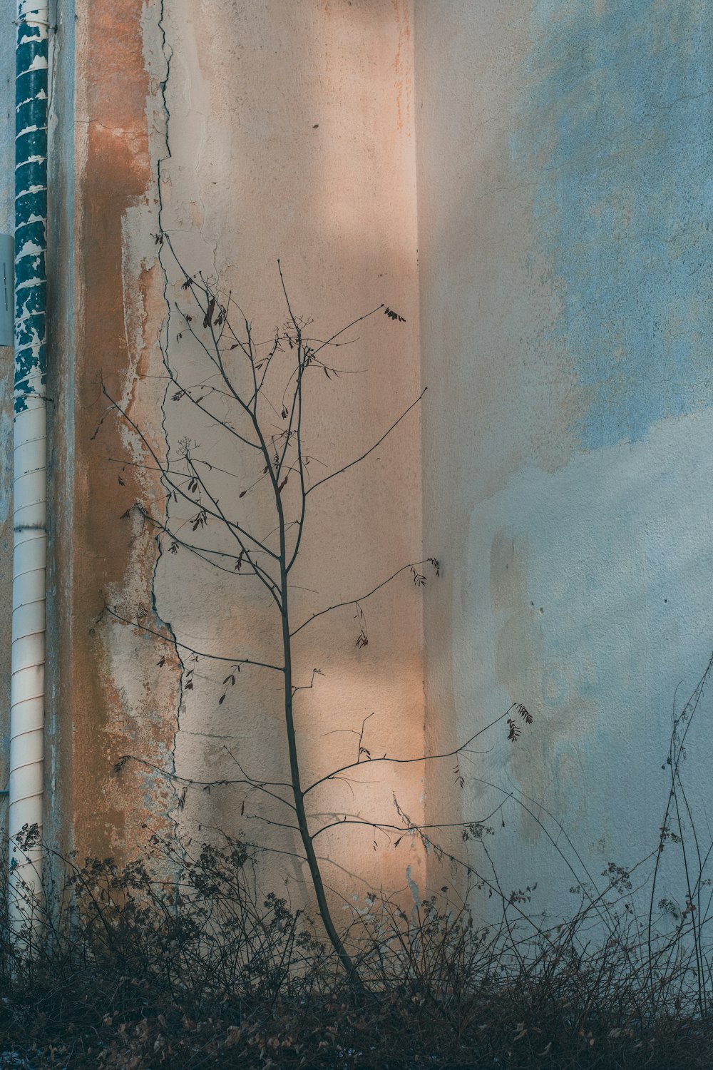 a tree that is growing out of the side of a building