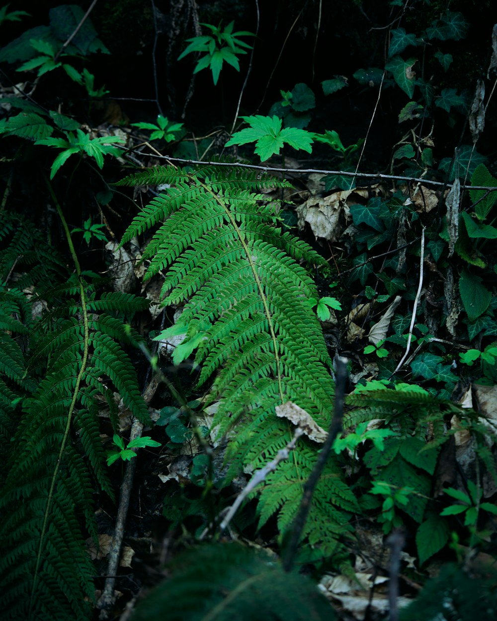 a large green plant sitting in the middle of a forest